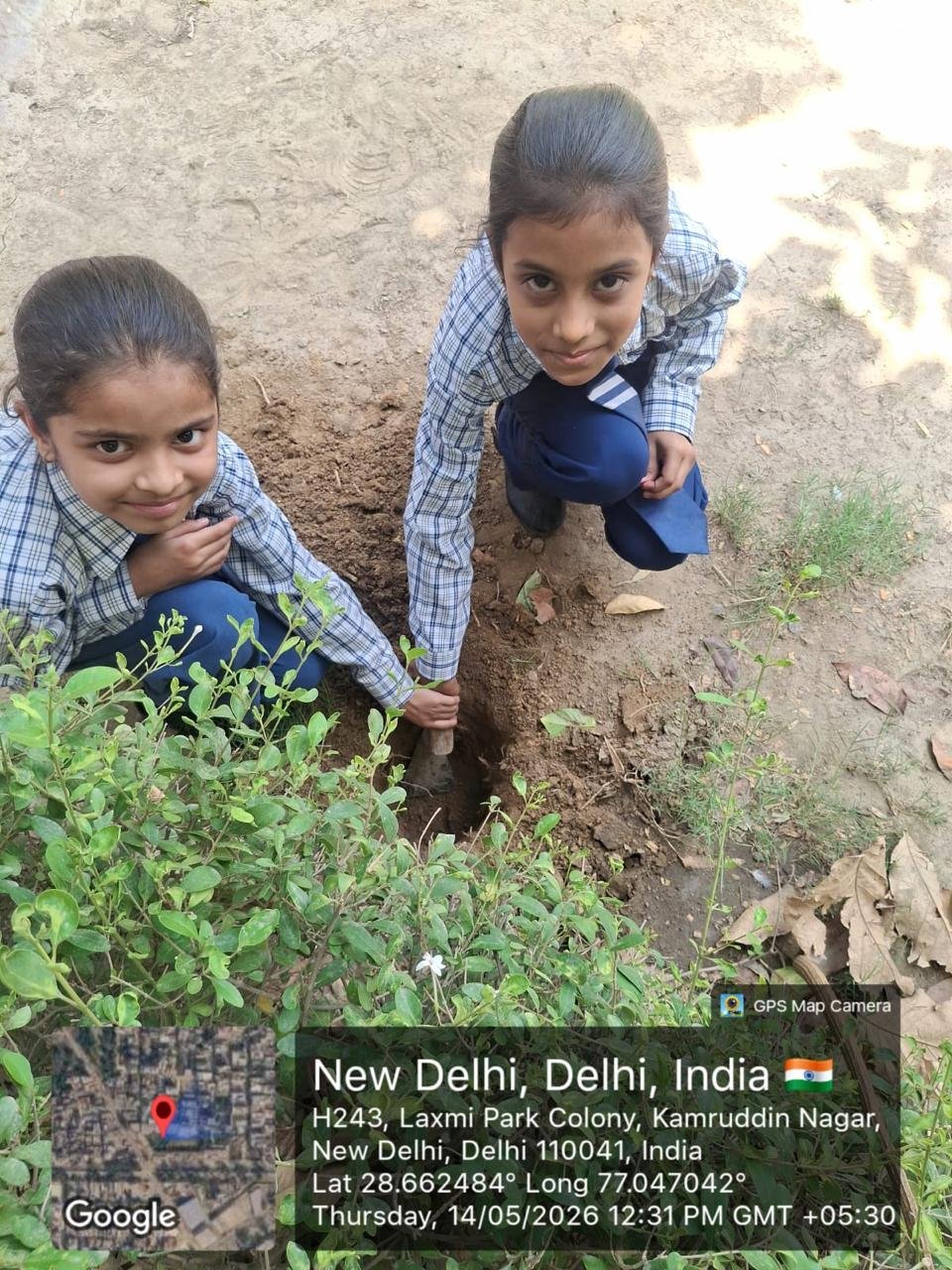 Tree Plantation